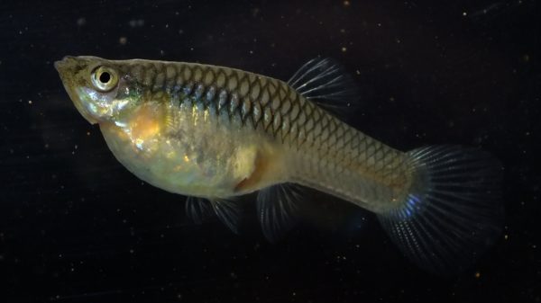 Feral Guppies Thrive in New Mexico's McCauley Hot Springs - AMAZONAS ...