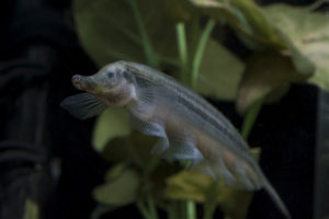 The undeniably odd Thermometer Knifefish (G. rondoni) is found throughout the Amazon basin but it rarely seen in the aquarium hobby
