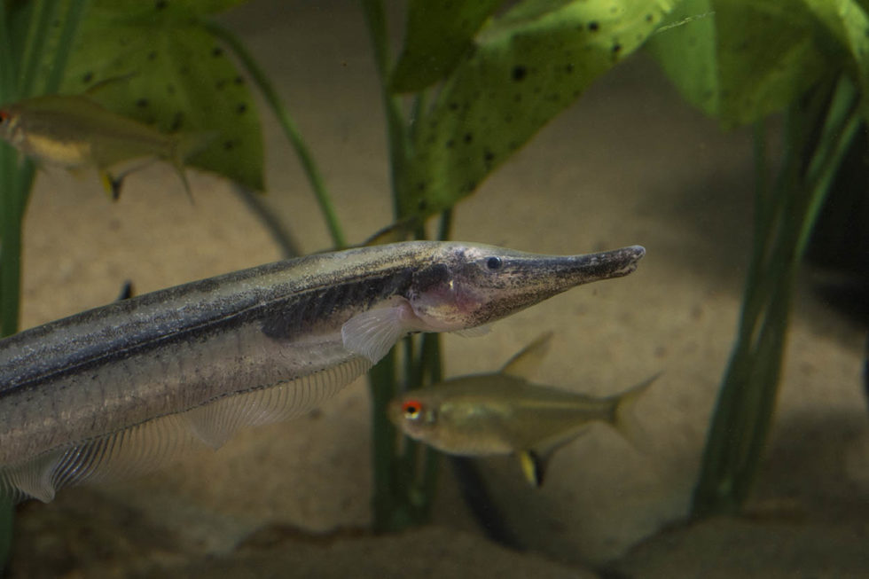 Friday Photospread The Bizarre Thermometer Knifefish AMAZONAS Magazine