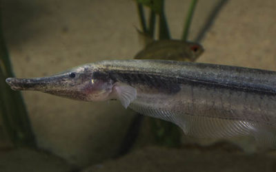 Friday Photospread: The Bizarre Thermometer Knifefish