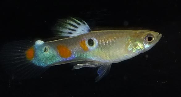 Feral Guppies Thrive in New Mexico’s McCauley Hot Springs