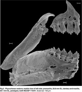 Phycocharax rasbora oral structure.