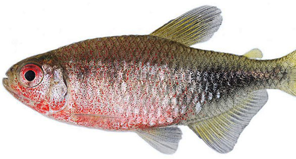 Charismatic New Brazilian Tetra Species Found In Blackwater Reservoir
