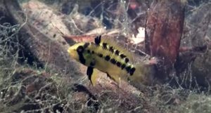 Apistogramma spp. are just one of the many treasures that await you in Ted Judy's Trip To Columbia video series.