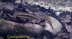 Pike Cichlids, Crenicichla sp., encountered while snorkeling.