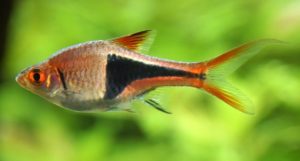 Trigonostigma heteromorpha, the Harlequin Rasbora show here, was the inspiration for the naming of this new tetra species. Image by Stefan Maurer, CC-SA-2.0