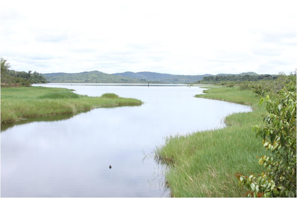 Igarapé do Arnaldo, a tributary of rio Braço Norte, near Braço Norte hydroelectric dam, Guarantã do Norte, Mato Grosso, Brazil, type-locality of Phycocharax rasbora. CC-BY-4.0