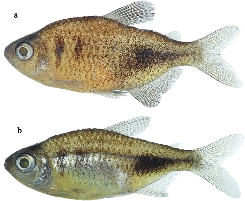 Phycocharax rasbora, holotype, MZUSP 119843, 29.1 mm SL, male; MZUSP 115341, 25.3 mm SL, paratype, female. CC-BY-4.0