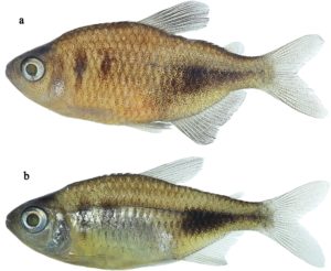 Phycocharax rasbora, holotype, MZUSP 119843, 29.1 mm SL, male; MZUSP 115341, 25.3 mm SL, paratype, female.
