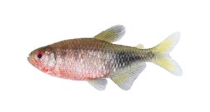 Phycocharax rasbora, a male shown here, makes quite the entrance as a newly-described tetra species.