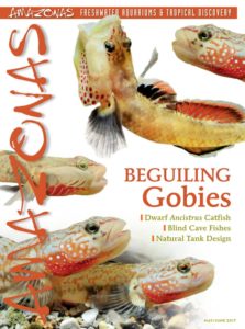Benthic Beauties in the Mail: cover of AMAZONAS Magazine, Volume 6, Number 3, BEGUILING GOBIES! On the cover: Vietnamese Rhinogobius sp. Images by Friedrich Bitter.