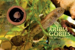 The African sleepier gobies in the genus Kribia fall into this category, yet they are lovely predatory inhabitants with endlessly watchable behaviors for species tanks and nano-aquariums. Stanislav Kislyuk shares his experiences.