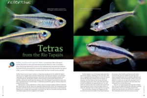 "Brazil still has great potential to provide the aquarium world with beautiful new species of fish, as seen in this sampling of schooling jewels that have recently become available." Learn more in "Tetras from the Rio Tapajós," by Hans-Georg Evers with image by F. Wang.