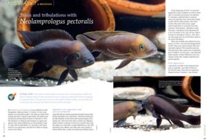 Are you up to the challenge? Holger Zinke shares his "Trials and tribulations with Neolamprologus pectoralis"