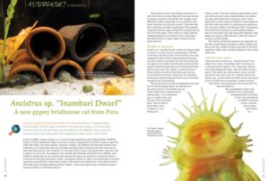 Pleco lovers, get acquainted with "Ancistrus sp. 'Inambari Dwarf,' A new pygmy bristlenose cat from Peru;" Anna-Sophie Hawranek makes the introduction.