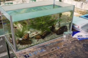 Developing quality broodstock fish with desirable traits is one of the primary functions of the center. Aquariums like this one allow staff to sort and grade adult fish for traits like color, finnage, and body shape