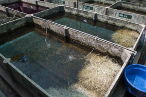 Guppies and other livebearers are among the country's main fish exports. Breeding ponds like this one include fibrous barriers for fry to hide in so they are not eaten by adult fish