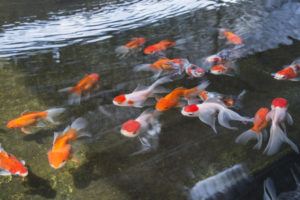 Another important function of the breeding and training center is to diversify the country's live fish offerings. Fancy Goldfish, like these Orandas, are now being produced and exported in numbers