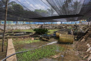Interior of the plant shadehouse. Common aquarium species are grown emersed in the rich soil or submerged in vats