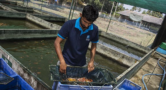 Photo Tour: Sri Lanka’s Ornamental Fish Breeding and Training Center