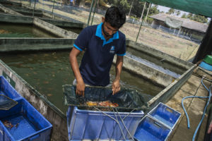 An employee sorts and grades young Koi being raised in larger concrete vats