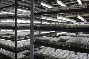 Rows of tissue culture plants being grown out in their special nutrient-rich media. The lab sells surplus plants to exporters throughout the country