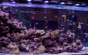 The awe inspiring 100% aquaculture tank from Boyd/Reef Aquaria Design