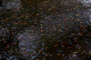 A production pond full of mixed or assorted Fancy Guppies. The vast majority of these fish in the US trade originate from Sri Lankan farms