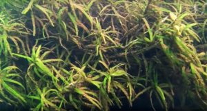 What seems like a rare sight in Judy's undewater footage; aquatic plants! Encounter this suspected Heteranthera zosterfolia in the footage below!