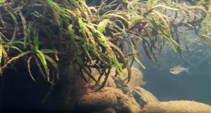 Persistence in the face of adversity and uncooperative conditions tends to pay off, as Ted Judy shares in the fifth installment of his Colombian fish expedition video series