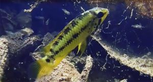 SPOILER ALERT: You will get to see this amazing female Apistogramma alacrina guarding fry in her native biotope!