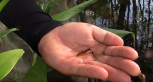 Hidden gems in tiny waters? You'll have to watch to see what's discovered.