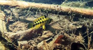 A female Apistogramma alacrina shepherds her fry through leaves and sticks; one of many exciting encounters in this episode.