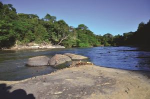 Type locality of Aphanotorulus rubrocauda, Brazil, Amazonas State, Apuí Municipality, boulders on rapids 40 minutes above of the Comil farm, rio Madeirinha, rio Aripuanã basin. Photo by Willian Ohara. CC-BY-4.0