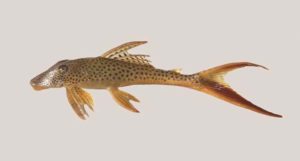 The newly-described Aphanotorulus rubrocauda; image credit Oliveira et. al, CC-BY-4.0