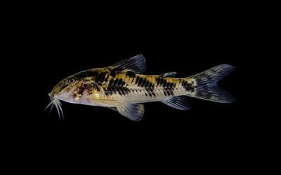 Two New Fish Species for Catfish Lovers