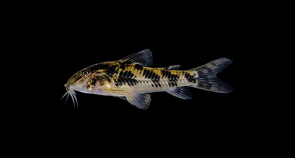 Two New Fish Species for Catfish Lovers
