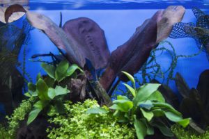 Fish weren't the only aquatic life on display - the centerpiece of this tank featuring plants from Florida Aquatic Nurseries is a stunning St. Elmo's Fire Sword (Echinodorus sp. 'St. Elmo's Fire')