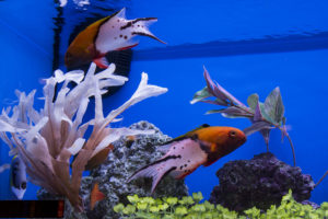 A pair of Lyretail Hogfish (Bodianus anthioides) showing off their namesake caudal fins in one of Segrest Farms' aquariums