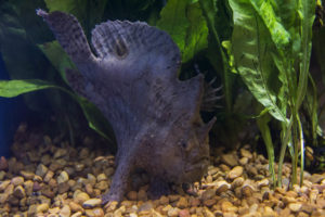 A real rarity from Segrest Farms, a freshwater Frogfish (Antennarius sp.). This typically marine fish has been collected in almost pure freshwater habitats in parts of Indonesia and seems to thrive in these conditions.