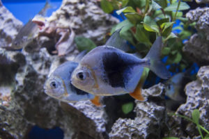 Uncommon and expensive, these "Blackberry" Silver Dollars from Sun Pet are likely a line bred form of Myleus schomburgkii