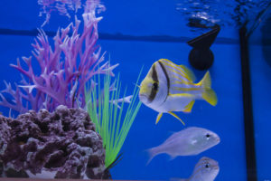 Captive bred Porkfish (Anisotremus virginicus) and Grunts from Fisheye Aquaculture. Both of these species were worked on by Rising Tide and then brought into commercial production