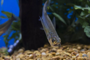 Cute, yet fierce - a baby Payara (Hydrolycus scomberoides) in one of the Sun Pet aquariums