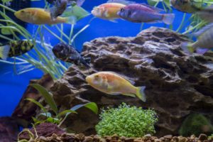A nice group of Victorian Cichlids, including a new albino strain of Pundamilia nyerei (center) from Mike's Cichlids