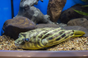 A Fahaka or Nile Puffer on display in the Ruinemans Aquarium tanks