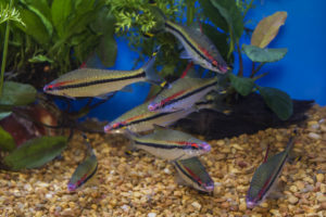 Big Florida bred Roseline Barbs (Sahyadria denisonii) on display from 5D tropicals