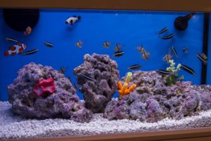 A display aquarium featuring captive bred fish from ORA including Kamohara Blennies, Pajama Cardinals, and others