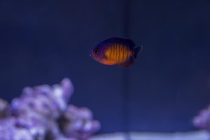 It may be tiny, but it represents a huge leap forward for marine aquaculture: captive bred Coral Beauty Angel from Biota Marine Life Nursery in Palau