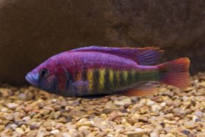 One of Lake Victoria's most colorful endemics, Pundamilia nyerei from Imperial Tropicals