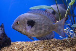 One of Madagascar's beautiful and endangered endemic cichlids, Paretroplus maculatus, on display from Old World Exotic Fish